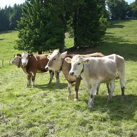 Hotel Allgaeuer Hof Oberstaufen